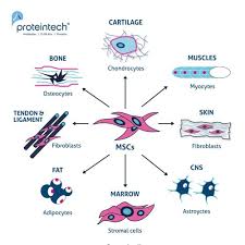 What is a Mesenchymal Stem Cell?